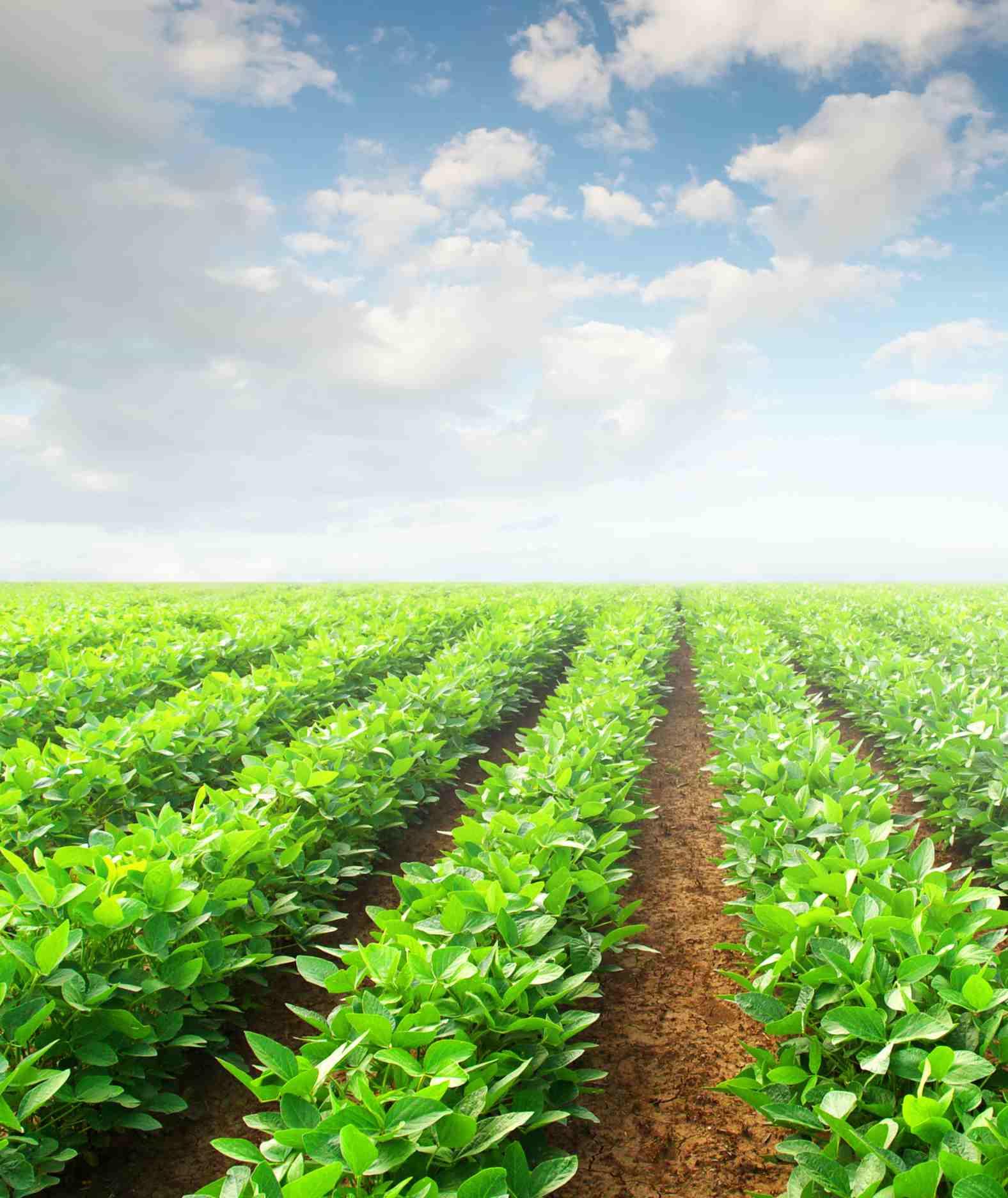 AGRICULTURAL PROCESSING & TRADING